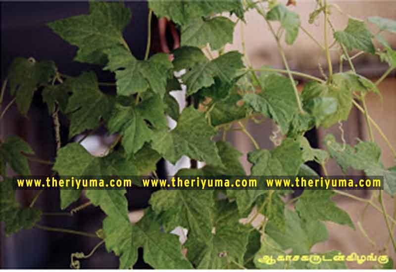 https://www.theriyuma.com/ medicinal plants and their uses
medicinal plants in india
medicinal plants list
medicinal plants in the philippines
medicinal plants names and pictures
medicinal plants in kerala
medicinal plants introduction
medicinal plants pdf
medicinal plants and herbs
100 medicinal plants and their uses with pictures
100 medicinal plants and their uses
100 medicinal plants and their uses pdf
types of medicinal plants
project on medicinal plants and their uses
indian medicinal plants and their uses with pictures
10 medicinal plants
top 10 medicinal plants
journal of medicinal plants research
5 medicinal plants and their uses
medicinal and aromatic plants
medicinal best plants
medicinal plants in tamil
what are the 10 medicinal plants
medicinal plants names
medicinal plants in india
top 10 medicinal plants
medicinal plants names in english top 10 medicinal plants
medicinal plants names
100 medicinal plants and their uses with pictures
medicinal plants in india
medicinal plants introduction
medicinal plants in kerala
medicinal plants pdf
medicinal plants list pdf