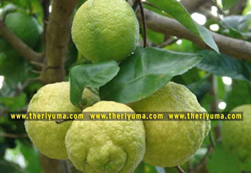 https://www.theriyuma.com/ medicinal plants and their uses
medicinal plants in india
medicinal plants list
medicinal plants in the philippines
medicinal plants names and pictures
medicinal plants in kerala
medicinal plants introduction
medicinal plants pdf
medicinal plants and herbs
100 medicinal plants and their uses with pictures
100 medicinal plants and their uses
100 medicinal plants and their uses pdf
types of medicinal plants
project on medicinal plants and their uses
indian medicinal plants and their uses with pictures
10 medicinal plants
top 10 medicinal plants
journal of medicinal plants research
5 medicinal plants and their uses
medicinal and aromatic plants
medicinal best plants
medicinal plants in tamil
what are the 10 medicinal plants
medicinal plants names
medicinal plants in india
top 10 medicinal plants
medicinal plants names in english top 10 medicinal plants
medicinal plants names
100 medicinal plants and their uses with pictures
medicinal plants in india
medicinal plants introduction
medicinal plants in kerala
medicinal plants pdf
medicinal plants list pdf