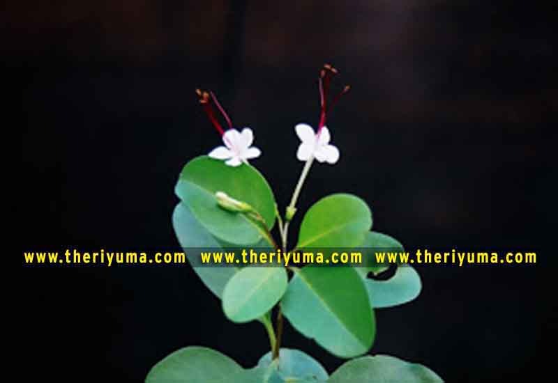 https://www.theriyuma.com/ medicinal plants and their uses
medicinal plants in india
medicinal plants list
medicinal plants in the philippines
medicinal plants names and pictures
medicinal plants in kerala
medicinal plants introduction
medicinal plants pdf
medicinal plants and herbs
100 medicinal plants and their uses with pictures
100 medicinal plants and their uses
100 medicinal plants and their uses pdf
types of medicinal plants
project on medicinal plants and their uses
indian medicinal plants and their uses with pictures
10 medicinal plants
top 10 medicinal plants
journal of medicinal plants research
5 medicinal plants and their uses
medicinal and aromatic plants
medicinal best plants
medicinal plants in tamil
what are the 10 medicinal plants
medicinal plants names
medicinal plants in india
top 10 medicinal plants
medicinal plants names in english top 10 medicinal plants
medicinal plants names
100 medicinal plants and their uses with pictures
medicinal plants in india
medicinal plants introduction
medicinal plants in kerala
medicinal plants pdf
medicinal plants list pdf