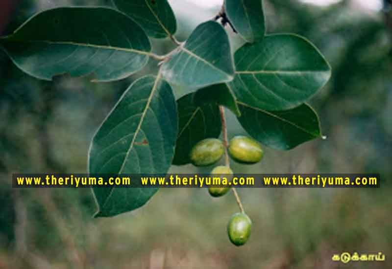 https://www.theriyuma.com/ https://www.theriyuma.com/ medicinal plants and their uses
medicinal plants in india
medicinal plants list
medicinal plants in the philippines
medicinal plants names and pictures
medicinal plants in kerala
medicinal plants introduction
medicinal plants pdf
medicinal plants and herbs
100 medicinal plants and their uses with pictures
100 medicinal plants and their uses
100 medicinal plants and their uses pdf
types of medicinal plants
project on medicinal plants and their uses
indian medicinal plants and their uses with pictures
10 medicinal plants
top 10 medicinal plants
journal of medicinal plants research
5 medicinal plants and their uses
medicinal and aromatic plants
medicinal best plants
medicinal plants in tamil
what are the 10 medicinal plants
medicinal plants names
medicinal plants in india
top 10 medicinal plants
medicinal plants names in english top 10 medicinal plants
medicinal plants names
100 medicinal plants and their uses with pictures
medicinal plants in india
medicinal plants introduction
medicinal plants in kerala
medicinal plants pdf
medicinal plants list pdf