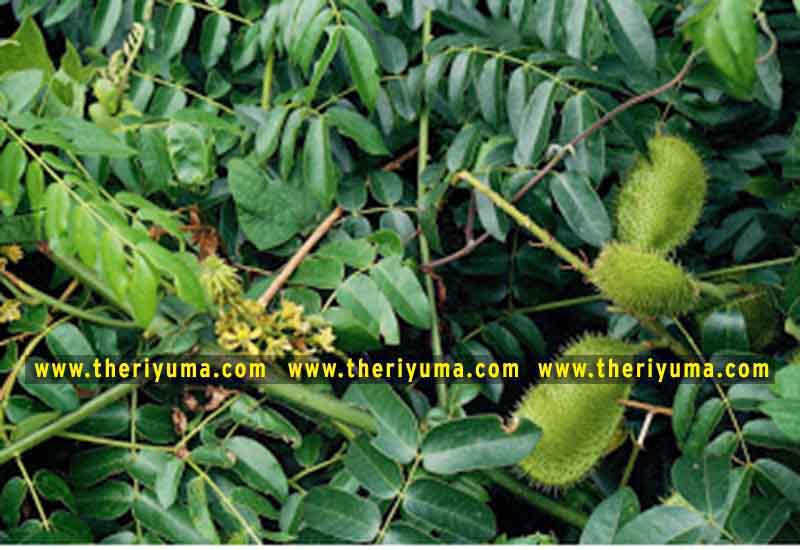 https://www.theriyuma.com/ medicinal plants and their uses
medicinal plants in india
medicinal plants list
medicinal plants in the philippines
medicinal plants names and pictures
medicinal plants in kerala
medicinal plants introduction
medicinal plants pdf
medicinal plants and herbs
100 medicinal plants and their uses with pictures
100 medicinal plants and their uses
100 medicinal plants and their uses pdf
types of medicinal plants
project on medicinal plants and their uses
indian medicinal plants and their uses with pictures
10 medicinal plants
top 10 medicinal plants
journal of medicinal plants research
5 medicinal plants and their uses
medicinal and aromatic plants
medicinal best plants
medicinal plants in tamil
what are the 10 medicinal plants
medicinal plants names
medicinal plants in india
top 10 medicinal plants
medicinal plants names in english top 10 medicinal plants
medicinal plants names
100 medicinal plants and their uses with pictures
medicinal plants in india
medicinal plants introduction
medicinal plants in kerala
medicinal plants pdf
medicinal plants list pdf