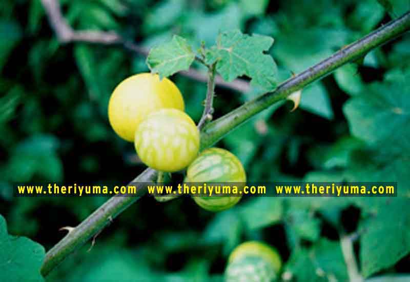 https://www.theriyuma.com/ medicinal plants and their uses
medicinal plants in india
medicinal plants list
medicinal plants in the philippines
medicinal plants names and pictures
medicinal plants in kerala
medicinal plants introduction
medicinal plants pdf
medicinal plants and herbs
100 medicinal plants and their uses with pictures
100 medicinal plants and their uses
100 medicinal plants and their uses pdf
types of medicinal plants
project on medicinal plants and their uses
indian medicinal plants and their uses with pictures
10 medicinal plants
top 10 medicinal plants
journal of medicinal plants research
5 medicinal plants and their uses
medicinal and aromatic plants
medicinal best plants
medicinal plants in tamil
what are the 10 medicinal plants
medicinal plants names
medicinal plants in india
top 10 medicinal plants
medicinal plants names in english top 10 medicinal plants
medicinal plants names
100 medicinal plants and their uses with pictures
medicinal plants in india
medicinal plants introduction
medicinal plants in kerala
medicinal plants pdf
medicinal plants list pdf