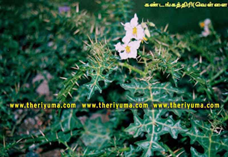 https://www.theriyuma.com/ https://www.theriyuma.com/ medicinal plants and their uses
medicinal plants in india
medicinal plants list
medicinal plants in the philippines
medicinal plants names and pictures
medicinal plants in kerala
medicinal plants introduction
medicinal plants pdf
medicinal plants and herbs
100 medicinal plants and their uses with pictures
100 medicinal plants and their uses
100 medicinal plants and their uses pdf
types of medicinal plants
project on medicinal plants and their uses
indian medicinal plants and their uses with pictures
10 medicinal plants
top 10 medicinal plants
journal of medicinal plants research
5 medicinal plants and their uses
medicinal and aromatic plants
medicinal best plants
medicinal plants in tamil
what are the 10 medicinal plants
medicinal plants names
medicinal plants in india
top 10 medicinal plants
medicinal plants names in english top 10 medicinal plants
medicinal plants names
100 medicinal plants and their uses with pictures
medicinal plants in india
medicinal plants introduction
medicinal plants in kerala
medicinal plants pdf
medicinal plants list pdf