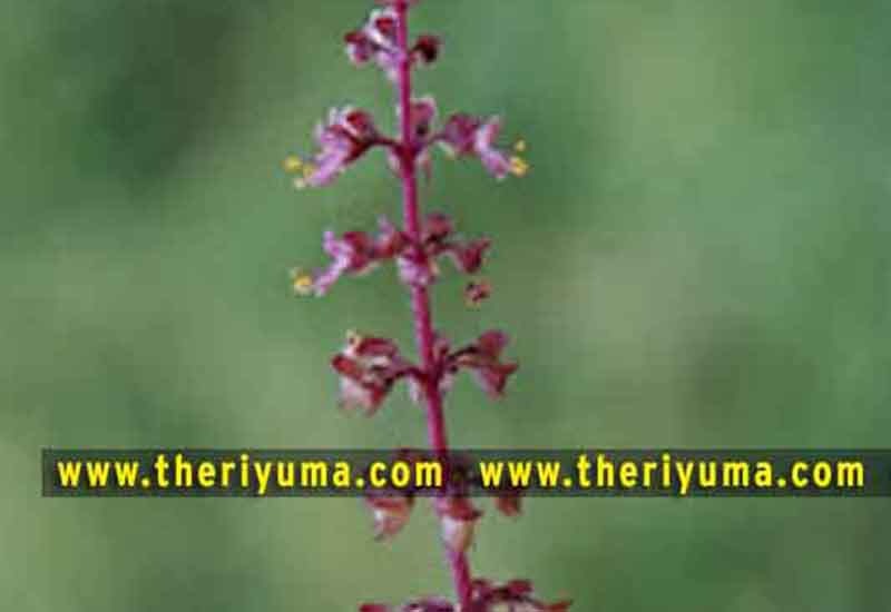 https://www.theriyuma.com/ medicinal plants and their uses
medicinal plants in india
medicinal plants list
medicinal plants in the philippines
medicinal plants names and pictures
medicinal plants in kerala
medicinal plants introduction
medicinal plants pdf
medicinal plants and herbs
100 medicinal plants and their uses with pictures
100 medicinal plants and their uses
100 medicinal plants and their uses pdf
types of medicinal plants
project on medicinal plants and their uses
indian medicinal plants and their uses with pictures
10 medicinal plants
top 10 medicinal plants
journal of medicinal plants research
5 medicinal plants and their uses
medicinal and aromatic plants
medicinal best plants
medicinal plants in tamil
what are the 10 medicinal plants
medicinal plants names
medicinal plants in india
top 10 medicinal plants
medicinal plants names in english top 10 medicinal plants
medicinal plants names
100 medicinal plants and their uses with pictures
medicinal plants in india
medicinal plants introduction
medicinal plants in kerala
medicinal plants pdf
medicinal plants list pdf