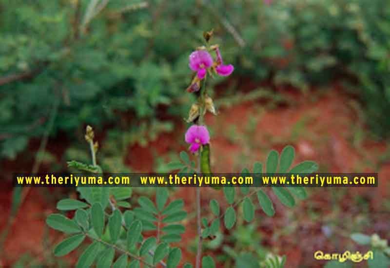 https://www.theriyuma.com/ https://www.theriyuma.com/ medicinal plants and their uses
medicinal plants in india
medicinal plants list
medicinal plants in the philippines
medicinal plants names and pictures
medicinal plants in kerala
medicinal plants introduction
medicinal plants pdf
medicinal plants and herbs
100 medicinal plants and their uses with pictures
100 medicinal plants and their uses
100 medicinal plants and their uses pdf
types of medicinal plants
project on medicinal plants and their uses
indian medicinal plants and their uses with pictures
10 medicinal plants
top 10 medicinal plants
journal of medicinal plants research
5 medicinal plants and their uses
medicinal and aromatic plants
medicinal best plants
medicinal plants in tamil
what are the 10 medicinal plants
medicinal plants names
medicinal plants in india
top 10 medicinal plants
medicinal plants names in english top 10 medicinal plants
medicinal plants names
100 medicinal plants and their uses with pictures
medicinal plants in india
medicinal plants introduction
medicinal plants in kerala
medicinal plants pdf
medicinal plants list pdf