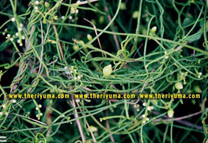 https://www.theriyuma.com/ medicinal plants and their uses
medicinal plants in india
medicinal plants list
medicinal plants in the philippines
medicinal plants names and pictures
medicinal plants in kerala
medicinal plants introduction
medicinal plants pdf
medicinal plants and herbs
100 medicinal plants and their uses with pictures
100 medicinal plants and their uses
100 medicinal plants and their uses pdf
types of medicinal plants
project on medicinal plants and their uses
indian medicinal plants and their uses with pictures
10 medicinal plants
top 10 medicinal plants
journal of medicinal plants research
5 medicinal plants and their uses
medicinal and aromatic plants
medicinal best plants
medicinal plants in tamil
what are the 10 medicinal plants
medicinal plants names
medicinal plants in india
top 10 medicinal plants
medicinal plants names in english top 10 medicinal plants
medicinal plants names
100 medicinal plants and their uses with pictures
medicinal plants in india
medicinal plants introduction
medicinal plants in kerala
medicinal plants pdf
medicinal plants list pdf