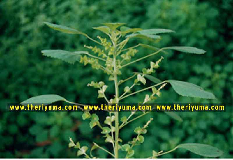 https://www.theriyuma.com/ medicinal plants and their uses
medicinal plants in india
medicinal plants list
medicinal plants in the philippines
medicinal plants names and pictures
medicinal plants in kerala
medicinal plants introduction
medicinal plants pdf
medicinal plants and herbs
100 medicinal plants and their uses with pictures
100 medicinal plants and their uses
100 medicinal plants and their uses pdf
types of medicinal plants
project on medicinal plants and their uses
indian medicinal plants and their uses with pictures
10 medicinal plants
top 10 medicinal plants
journal of medicinal plants research
5 medicinal plants and their uses
medicinal and aromatic plants
medicinal best plants
medicinal plants in tamil
what are the 10 medicinal plants
medicinal plants names
medicinal plants in india
top 10 medicinal plants
medicinal plants names in english top 10 medicinal plants
medicinal plants names
100 medicinal plants and their uses with pictures
medicinal plants in india
medicinal plants introduction
medicinal plants in kerala
medicinal plants pdf
medicinal plants list pdf