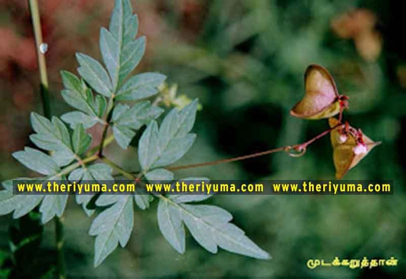 https://www.theriyuma.com/ medicinal plants and their uses
medicinal plants in india
medicinal plants list
medicinal plants in the philippines
medicinal plants names and pictures
medicinal plants in kerala
medicinal plants introduction
medicinal plants pdf
medicinal plants and herbs
100 medicinal plants and their uses with pictures
100 medicinal plants and their uses
100 medicinal plants and their uses pdf
types of medicinal plants
project on medicinal plants and their uses
indian medicinal plants and their uses with pictures
10 medicinal plants
top 10 medicinal plants
journal of medicinal plants research
5 medicinal plants and their uses
medicinal and aromatic plants
medicinal best plants
medicinal plants in tamil
what are the 10 medicinal plants
medicinal plants names
medicinal plants in india
top 10 medicinal plants
medicinal plants names in english top 10 medicinal plants
medicinal plants names
100 medicinal plants and their uses with pictures
medicinal plants in india
medicinal plants introduction
medicinal plants in kerala
medicinal plants pdf
medicinal plants list pdf