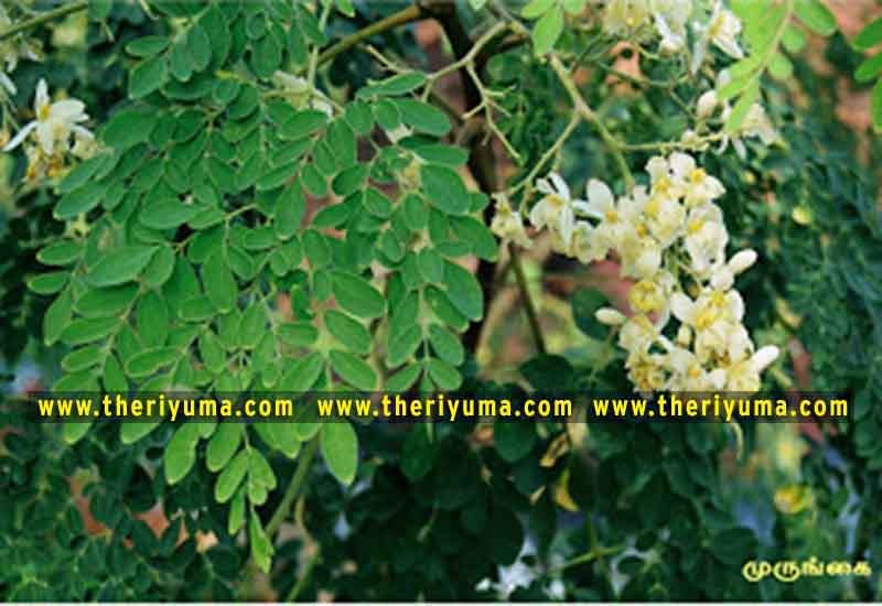 https://www.theriyuma.com/ medicinal plants and their uses
medicinal plants in india
medicinal plants list
medicinal plants in the philippines
medicinal plants names and pictures
medicinal plants in kerala
medicinal plants introduction
medicinal plants pdf
medicinal plants and herbs
100 medicinal plants and their uses with pictures
100 medicinal plants and their uses
100 medicinal plants and their uses pdf
types of medicinal plants
project on medicinal plants and their uses
indian medicinal plants and their uses with pictures
10 medicinal plants
top 10 medicinal plants
journal of medicinal plants research
5 medicinal plants and their uses
medicinal and aromatic plants
medicinal best plants
medicinal plants in tamil
what are the 10 medicinal plants
medicinal plants names
medicinal plants in india
top 10 medicinal plants
medicinal plants names in english top 10 medicinal plants
medicinal plants names
100 medicinal plants and their uses with pictures
medicinal plants in india
medicinal plants introduction
medicinal plants in kerala
medicinal plants pdf
medicinal plants list pdf