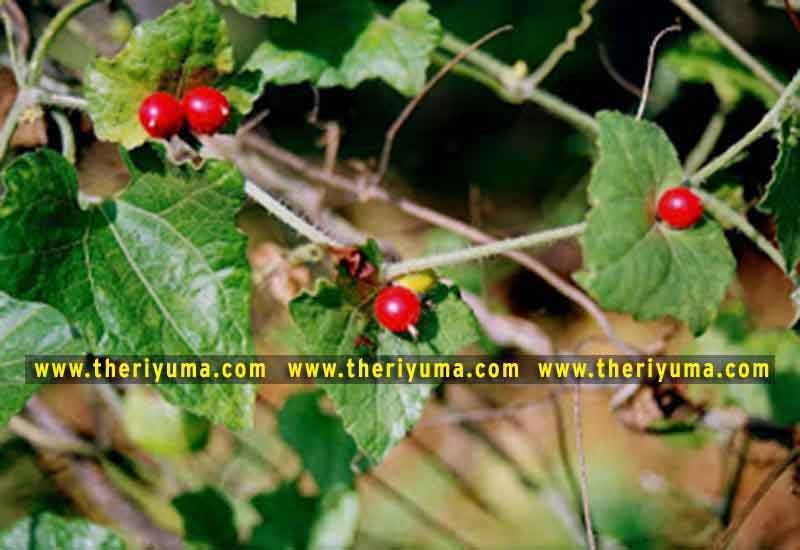 https://www.theriyuma.com/ medicinal plants and their uses
medicinal plants in india
medicinal plants list
medicinal plants in the philippines
medicinal plants names and pictures
medicinal plants in kerala
medicinal plants introduction
medicinal plants pdf
medicinal plants and herbs
100 medicinal plants and their uses with pictures
100 medicinal plants and their uses
100 medicinal plants and their uses pdf
types of medicinal plants
project on medicinal plants and their uses
indian medicinal plants and their uses with pictures
10 medicinal plants
top 10 medicinal plants
journal of medicinal plants research
5 medicinal plants and their uses
medicinal and aromatic plants
medicinal best plants
medicinal plants in tamil
what are the 10 medicinal plants
medicinal plants names
medicinal plants in india
top 10 medicinal plants
medicinal plants names in english top 10 medicinal plants
medicinal plants names
100 medicinal plants and their uses with pictures
medicinal plants in india
medicinal plants introduction
medicinal plants in kerala
medicinal plants pdf
medicinal plants list pdf