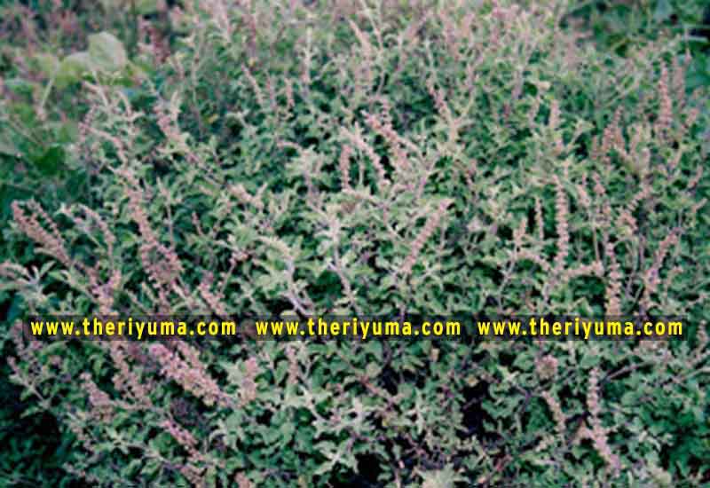 https://www.theriyuma.com/ medicinal plants and their uses
medicinal plants in india
medicinal plants list
medicinal plants in the philippines
medicinal plants names and pictures
medicinal plants in kerala
medicinal plants introduction
medicinal plants pdf
medicinal plants and herbs
100 medicinal plants and their uses with pictures
100 medicinal plants and their uses
100 medicinal plants and their uses pdf
types of medicinal plants
project on medicinal plants and their uses
indian medicinal plants and their uses with pictures
10 medicinal plants
top 10 medicinal plants
journal of medicinal plants research
5 medicinal plants and their uses
medicinal and aromatic plants
medicinal best plants
medicinal plants in tamil
what are the 10 medicinal plants
medicinal plants names
medicinal plants in india
top 10 medicinal plants
medicinal plants names in english top 10 medicinal plants
medicinal plants names
100 medicinal plants and their uses with pictures
medicinal plants in india
medicinal plants introduction
medicinal plants in kerala
medicinal plants pdf
medicinal plants list pdf