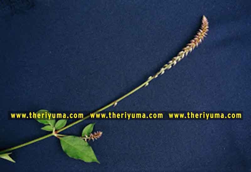 https://www.theriyuma.com/ medicinal plants and their uses
medicinal plants in india
medicinal plants list
medicinal plants in the philippines
medicinal plants names and pictures
medicinal plants in kerala
medicinal plants introduction
medicinal plants pdf
medicinal plants and herbs
100 medicinal plants and their uses with pictures
100 medicinal plants and their uses
100 medicinal plants and their uses pdf
types of medicinal plants
project on medicinal plants and their uses
indian medicinal plants and their uses with pictures
10 medicinal plants
top 10 medicinal plants
journal of medicinal plants research
5 medicinal plants and their uses
medicinal and aromatic plants
medicinal best plants
medicinal plants in tamil
what are the 10 medicinal plants
medicinal plants names
medicinal plants in india
top 10 medicinal plants
medicinal plants names in english top 10 medicinal plants
medicinal plants names
100 medicinal plants and their uses with pictures
medicinal plants in india
medicinal plants introduction
medicinal plants in kerala
medicinal plants pdf
medicinal plants list pdf