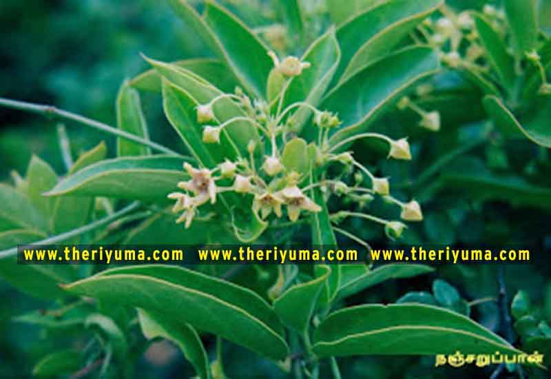 https://www.theriyuma.com/ medicinal plants and their uses
medicinal plants in india
medicinal plants list
medicinal plants in the philippines
medicinal plants names and pictures
medicinal plants in kerala
medicinal plants introduction
medicinal plants pdf
medicinal plants and herbs
100 medicinal plants and their uses with pictures
100 medicinal plants and their uses
100 medicinal plants and their uses pdf
types of medicinal plants
project on medicinal plants and their uses
indian medicinal plants and their uses with pictures
10 medicinal plants
top 10 medicinal plants
journal of medicinal plants research
5 medicinal plants and their uses
medicinal and aromatic plants
medicinal best plants
medicinal plants in tamil
what are the 10 medicinal plants
medicinal plants names
medicinal plants in india
top 10 medicinal plants
medicinal plants names in english top 10 medicinal plants
medicinal plants names
100 medicinal plants and their uses with pictures
medicinal plants in india
medicinal plants introduction
medicinal plants in kerala
medicinal plants pdf
medicinal plants list pdf