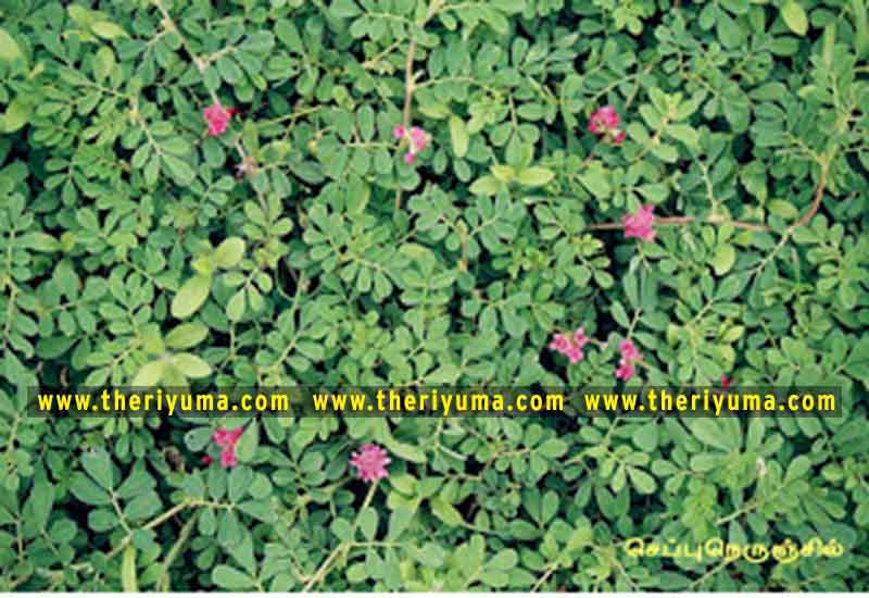 https://www.theriyuma.com/ medicinal plants and their uses
medicinal plants in india
medicinal plants list
medicinal plants in the philippines
medicinal plants names and pictures
medicinal plants in kerala
medicinal plants introduction
medicinal plants pdf
medicinal plants and herbs
100 medicinal plants and their uses with pictures
100 medicinal plants and their uses
100 medicinal plants and their uses pdf
types of medicinal plants
project on medicinal plants and their uses
indian medicinal plants and their uses with pictures
10 medicinal plants
top 10 medicinal plants
journal of medicinal plants research
5 medicinal plants and their uses
medicinal and aromatic plants
medicinal best plants
medicinal plants in tamil
what are the 10 medicinal plants
medicinal plants names
medicinal plants in india
top 10 medicinal plants
medicinal plants names in english top 10 medicinal plants
medicinal plants names
100 medicinal plants and their uses with pictures
medicinal plants in india
medicinal plants introduction
medicinal plants in kerala
medicinal plants pdf
medicinal plants list pdf