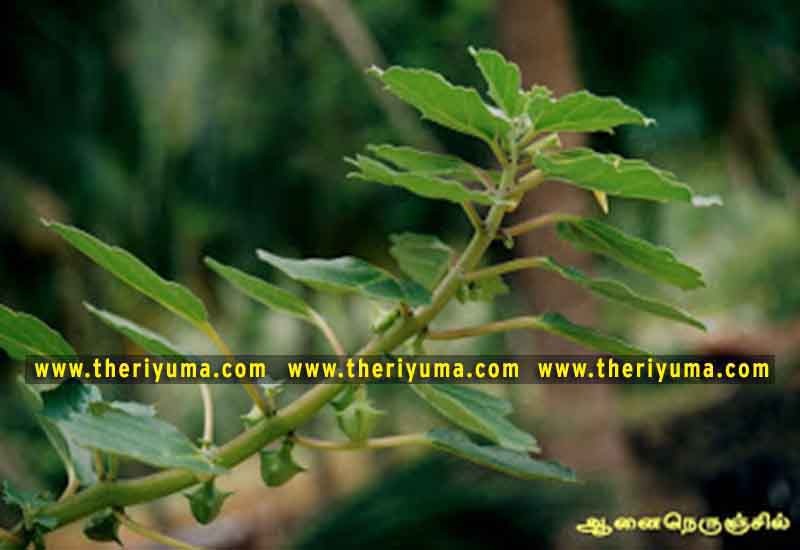 https://www.theriyuma.com/ medicinal plants and their uses
medicinal plants in india
medicinal plants list
medicinal plants in the philippines
medicinal plants names and pictures
medicinal plants in kerala
medicinal plants introduction
medicinal plants pdf
medicinal plants and herbs
100 medicinal plants and their uses with pictures
100 medicinal plants and their uses
100 medicinal plants and their uses pdf
types of medicinal plants
project on medicinal plants and their uses
indian medicinal plants and their uses with pictures
10 medicinal plants
top 10 medicinal plants
journal of medicinal plants research
5 medicinal plants and their uses
medicinal and aromatic plants
medicinal best plants
medicinal plants in tamil
what are the 10 medicinal plants
medicinal plants names
medicinal plants in india
top 10 medicinal plants
medicinal plants names in english top 10 medicinal plants
medicinal plants names
100 medicinal plants and their uses with pictures
medicinal plants in india
medicinal plants introduction
medicinal plants in kerala
medicinal plants pdf
medicinal plants list pdf