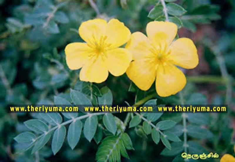 https://www.theriyuma.com/ medicinal plants and their uses
medicinal plants in india
medicinal plants list
medicinal plants in the philippines
medicinal plants names and pictures
medicinal plants in kerala
medicinal plants introduction
medicinal plants pdf
medicinal plants and herbs
100 medicinal plants and their uses with pictures
100 medicinal plants and their uses
100 medicinal plants and their uses pdf
types of medicinal plants
project on medicinal plants and their uses
indian medicinal plants and their uses with pictures
10 medicinal plants
top 10 medicinal plants
journal of medicinal plants research
5 medicinal plants and their uses
medicinal and aromatic plants
medicinal best plants
medicinal plants in tamil
what are the 10 medicinal plants
medicinal plants names
medicinal plants in india
top 10 medicinal plants
medicinal plants names in english top 10 medicinal plants
medicinal plants names
100 medicinal plants and their uses with pictures
medicinal plants in india
medicinal plants introduction
medicinal plants in kerala
medicinal plants pdf
medicinal plants list pdf