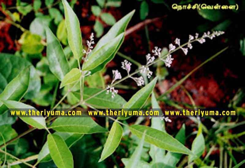 https://www.theriyuma.com/ https://www.theriyuma.com/ medicinal plants and their uses
medicinal plants in india
medicinal plants list
medicinal plants in the philippines
medicinal plants names and pictures
medicinal plants in kerala
medicinal plants introduction
medicinal plants pdf
medicinal plants and herbs
100 medicinal plants and their uses with pictures
100 medicinal plants and their uses
100 medicinal plants and their uses pdf
types of medicinal plants
project on medicinal plants and their uses
indian medicinal plants and their uses with pictures
10 medicinal plants
top 10 medicinal plants
journal of medicinal plants research
5 medicinal plants and their uses
medicinal and aromatic plants
medicinal best plants
medicinal plants in tamil
what are the 10 medicinal plants
medicinal plants names
medicinal plants in india
top 10 medicinal plants
medicinal plants names in english top 10 medicinal plants
medicinal plants names
100 medicinal plants and their uses with pictures
medicinal plants in india
medicinal plants introduction
medicinal plants in kerala
medicinal plants pdf
medicinal plants list pdf