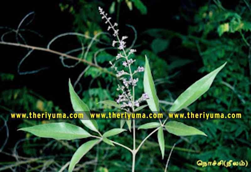 https://www.theriyuma.com/ https://www.theriyuma.com/ medicinal plants and their uses
medicinal plants in india
medicinal plants list
medicinal plants in the philippines
medicinal plants names and pictures
medicinal plants in kerala
medicinal plants introduction
medicinal plants pdf
medicinal plants and herbs
100 medicinal plants and their uses with pictures
100 medicinal plants and their uses
100 medicinal plants and their uses pdf
types of medicinal plants
project on medicinal plants and their uses
indian medicinal plants and their uses with pictures
10 medicinal plants
top 10 medicinal plants
journal of medicinal plants research
5 medicinal plants and their uses
medicinal and aromatic plants
medicinal best plants
medicinal plants in tamil
what are the 10 medicinal plants
medicinal plants names
medicinal plants in india
top 10 medicinal plants
medicinal plants names in english top 10 medicinal plants
medicinal plants names
100 medicinal plants and their uses with pictures
medicinal plants in india
medicinal plants introduction
medicinal plants in kerala
medicinal plants pdf
medicinal plants list pdf