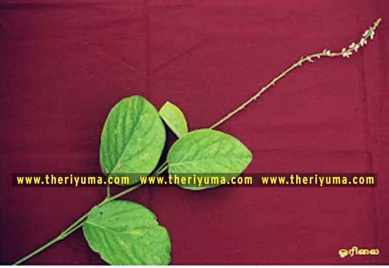 https://www.theriyuma.com/ https://www.theriyuma.com/ medicinal plants and their uses
medicinal plants in india
medicinal plants list
medicinal plants in the philippines
medicinal plants names and pictures
medicinal plants in kerala
medicinal plants introduction
medicinal plants pdf
medicinal plants and herbs
100 medicinal plants and their uses with pictures
100 medicinal plants and their uses
100 medicinal plants and their uses pdf
types of medicinal plants
project on medicinal plants and their uses
indian medicinal plants and their uses with pictures
10 medicinal plants
top 10 medicinal plants
journal of medicinal plants research
5 medicinal plants and their uses
medicinal and aromatic plants
medicinal best plants
medicinal plants in tamil
what are the 10 medicinal plants
medicinal plants names
medicinal plants in india
top 10 medicinal plants
medicinal plants names in english top 10 medicinal plants
medicinal plants names
100 medicinal plants and their uses with pictures
medicinal plants in india
medicinal plants introduction
medicinal plants in kerala
medicinal plants pdf
medicinal plants list pdf