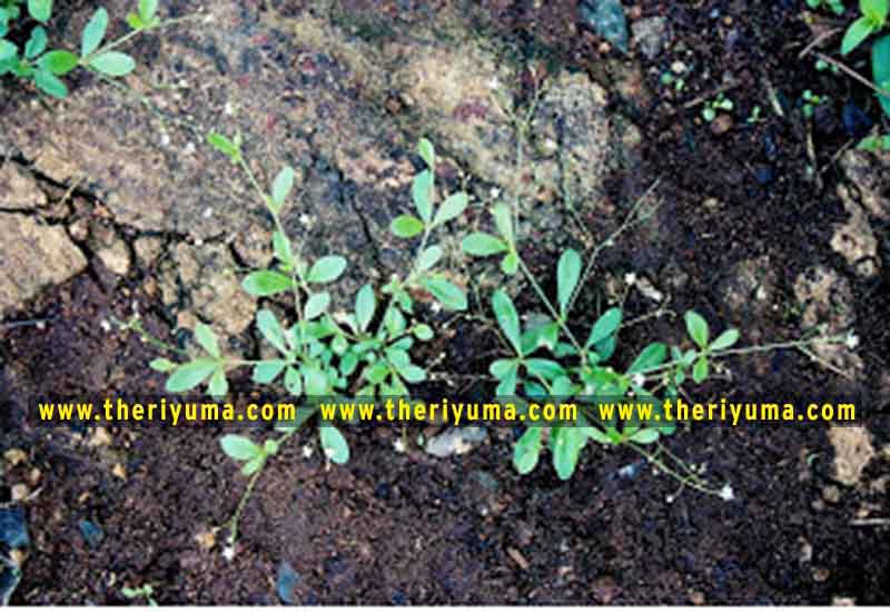 https://www.theriyuma.com/ medicinal plants and their uses
medicinal plants in india
medicinal plants list
medicinal plants in the philippines
medicinal plants names and pictures
medicinal plants in kerala
medicinal plants introduction
medicinal plants pdf
medicinal plants and herbs
100 medicinal plants and their uses with pictures
100 medicinal plants and their uses
100 medicinal plants and their uses pdf
types of medicinal plants
project on medicinal plants and their uses
indian medicinal plants and their uses with pictures
10 medicinal plants
top 10 medicinal plants
journal of medicinal plants research
5 medicinal plants and their uses
medicinal and aromatic plants
medicinal best plants
medicinal plants in tamil
what are the 10 medicinal plants
medicinal plants names
medicinal plants in india
top 10 medicinal plants
medicinal plants names in english top 10 medicinal plants
medicinal plants names
100 medicinal plants and their uses with pictures
medicinal plants in india
medicinal plants introduction
medicinal plants in kerala
medicinal plants pdf
medicinal plants list pdf