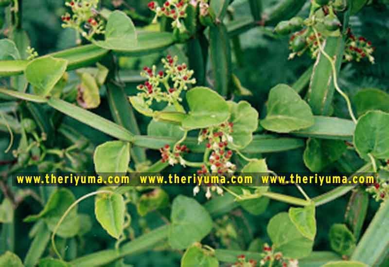 https://www.theriyuma.com/ medicinal plants and their uses
medicinal plants in india
medicinal plants list
medicinal plants in the philippines
medicinal plants names and pictures
medicinal plants in kerala
medicinal plants introduction
medicinal plants pdf
medicinal plants and herbs
100 medicinal plants and their uses with pictures
100 medicinal plants and their uses
100 medicinal plants and their uses pdf
types of medicinal plants
project on medicinal plants and their uses
indian medicinal plants and their uses with pictures
10 medicinal plants
top 10 medicinal plants
journal of medicinal plants research
5 medicinal plants and their uses
medicinal and aromatic plants
medicinal best plants
medicinal plants in tamil
what are the 10 medicinal plants
medicinal plants names
medicinal plants in india
top 10 medicinal plants
medicinal plants names in english top 10 medicinal plants
medicinal plants names
100 medicinal plants and their uses with pictures
medicinal plants in india
medicinal plants introduction
medicinal plants in kerala
medicinal plants pdf
medicinal plants list pdf