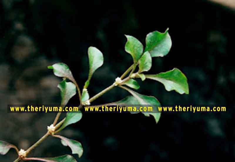 https://www.theriyuma.com/ medicinal plants and their uses
medicinal plants in india
medicinal plants list
medicinal plants in the philippines
medicinal plants names and pictures
medicinal plants in kerala
medicinal plants introduction
medicinal plants pdf
medicinal plants and herbs
100 medicinal plants and their uses with pictures
100 medicinal plants and their uses
100 medicinal plants and their uses pdf
types of medicinal plants
project on medicinal plants and their uses
indian medicinal plants and their uses with pictures
10 medicinal plants
top 10 medicinal plants
journal of medicinal plants research
5 medicinal plants and their uses
medicinal and aromatic plants
medicinal best plants
medicinal plants in tamil
what are the 10 medicinal plants
medicinal plants names
medicinal plants in india
top 10 medicinal plants
medicinal plants names in english top 10 medicinal plants
medicinal plants names
100 medicinal plants and their uses with pictures
medicinal plants in india
medicinal plants introduction
medicinal plants in kerala
medicinal plants pdf
medicinal plants list pdf