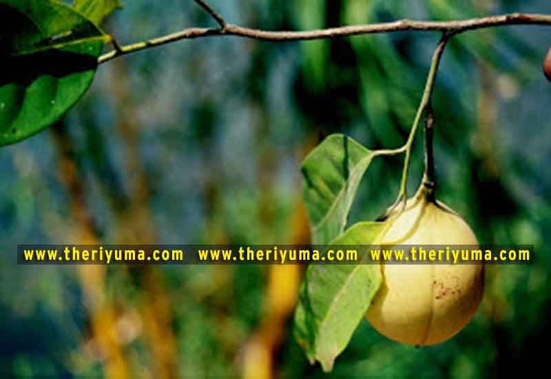 https://www.theriyuma.com/ medicinal plants and their uses
medicinal plants in india
medicinal plants list
medicinal plants in the philippines
medicinal plants names and pictures
medicinal plants in kerala
medicinal plants introduction
medicinal plants pdf
medicinal plants and herbs
100 medicinal plants and their uses with pictures
100 medicinal plants and their uses
100 medicinal plants and their uses pdf
types of medicinal plants
project on medicinal plants and their uses
indian medicinal plants and their uses with pictures
10 medicinal plants
top 10 medicinal plants
journal of medicinal plants research
5 medicinal plants and their uses
medicinal and aromatic plants
medicinal best plants
medicinal plants in tamil
what are the 10 medicinal plants
medicinal plants names
medicinal plants in india
top 10 medicinal plants
medicinal plants names in english top 10 medicinal plants
medicinal plants names
100 medicinal plants and their uses with pictures
medicinal plants in india
medicinal plants introduction
medicinal plants in kerala
medicinal plants pdf
medicinal plants list pdf