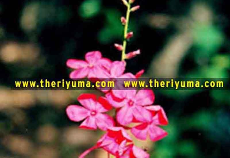 https://www.theriyuma.com/ medicinal plants and their uses
medicinal plants in india
medicinal plants list
medicinal plants in the philippines
medicinal plants names and pictures
medicinal plants in kerala
medicinal plants introduction
medicinal plants pdf
medicinal plants and herbs
100 medicinal plants and their uses with pictures
100 medicinal plants and their uses
100 medicinal plants and their uses pdf
types of medicinal plants
project on medicinal plants and their uses
indian medicinal plants and their uses with pictures
10 medicinal plants
top 10 medicinal plants
journal of medicinal plants research
5 medicinal plants and their uses
medicinal and aromatic plants
medicinal best plants
medicinal plants in tamil
what are the 10 medicinal plants
medicinal plants names
medicinal plants in india
top 10 medicinal plants
medicinal plants names in english top 10 medicinal plants
medicinal plants names
100 medicinal plants and their uses with pictures
medicinal plants in india
medicinal plants introduction
medicinal plants in kerala
medicinal plants pdf
medicinal plants list pdf