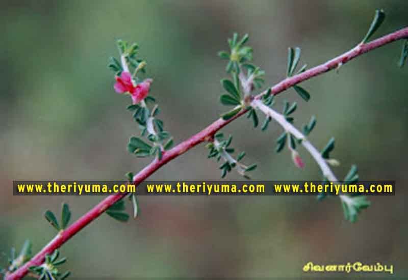 https://www.theriyuma.com/ https://www.theriyuma.com/ medicinal plants and their uses
medicinal plants in india
medicinal plants list
medicinal plants in the philippines
medicinal plants names and pictures
medicinal plants in kerala
medicinal plants introduction
medicinal plants pdf
medicinal plants and herbs
100 medicinal plants and their uses with pictures
100 medicinal plants and their uses
100 medicinal plants and their uses pdf
types of medicinal plants
project on medicinal plants and their uses
indian medicinal plants and their uses with pictures
10 medicinal plants
top 10 medicinal plants
journal of medicinal plants research
5 medicinal plants and their uses
medicinal and aromatic plants
medicinal best plants
medicinal plants in tamil
what are the 10 medicinal plants
medicinal plants names
medicinal plants in india
top 10 medicinal plants
medicinal plants names in english top 10 medicinal plants
medicinal plants names
100 medicinal plants and their uses with pictures
medicinal plants in india
medicinal plants introduction
medicinal plants in kerala
medicinal plants pdf
medicinal plants list pdf