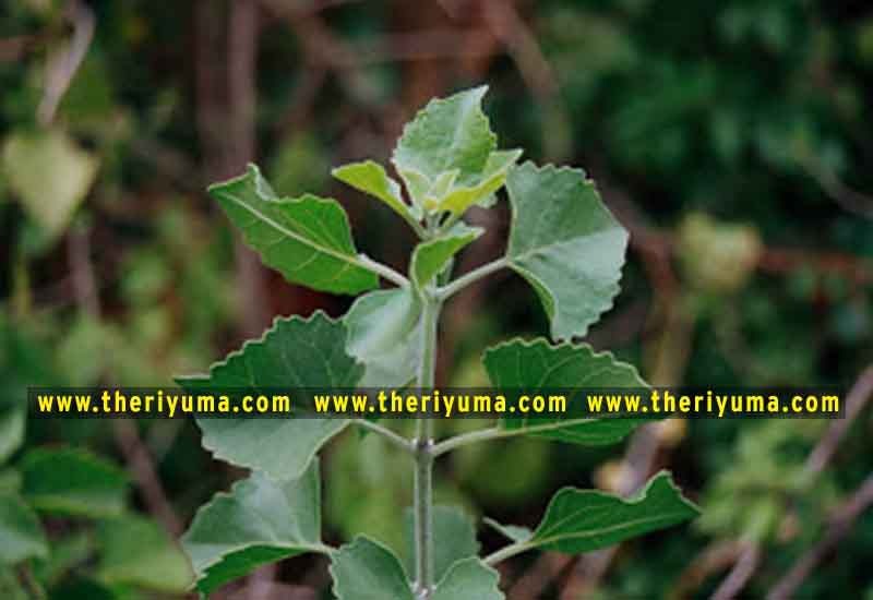 https://www.theriyuma.com/ medicinal plants and their uses
medicinal plants in india
medicinal plants list
medicinal plants in the philippines
medicinal plants names and pictures
medicinal plants in kerala
medicinal plants introduction
medicinal plants pdf
medicinal plants and herbs
100 medicinal plants and their uses with pictures
100 medicinal plants and their uses
100 medicinal plants and their uses pdf
types of medicinal plants
project on medicinal plants and their uses
indian medicinal plants and their uses with pictures
10 medicinal plants
top 10 medicinal plants
journal of medicinal plants research
5 medicinal plants and their uses
medicinal and aromatic plants
medicinal best plants
medicinal plants in tamil
what are the 10 medicinal plants
medicinal plants names
medicinal plants in india
top 10 medicinal plants
medicinal plants names in english top 10 medicinal plants
medicinal plants names
100 medicinal plants and their uses with pictures
medicinal plants in india
medicinal plants introduction
medicinal plants in kerala
medicinal plants pdf
medicinal plants list pdf