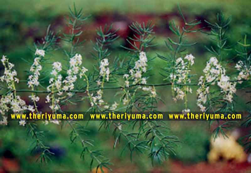 https://www.theriyuma.com/ medicinal plants and their uses
medicinal plants in india
medicinal plants list
medicinal plants in the philippines
medicinal plants names and pictures
medicinal plants in kerala
medicinal plants introduction
medicinal plants pdf
medicinal plants and herbs
100 medicinal plants and their uses with pictures
100 medicinal plants and their uses
100 medicinal plants and their uses pdf
types of medicinal plants
project on medicinal plants and their uses
indian medicinal plants and their uses with pictures
10 medicinal plants
top 10 medicinal plants
journal of medicinal plants research
5 medicinal plants and their uses
medicinal and aromatic plants
medicinal best plants
medicinal plants in tamil
what are the 10 medicinal plants
medicinal plants names
medicinal plants in india
top 10 medicinal plants
medicinal plants names in english top 10 medicinal plants
medicinal plants names
100 medicinal plants and their uses with pictures
medicinal plants in india
medicinal plants introduction
medicinal plants in kerala
medicinal plants pdf
medicinal plants list pdf