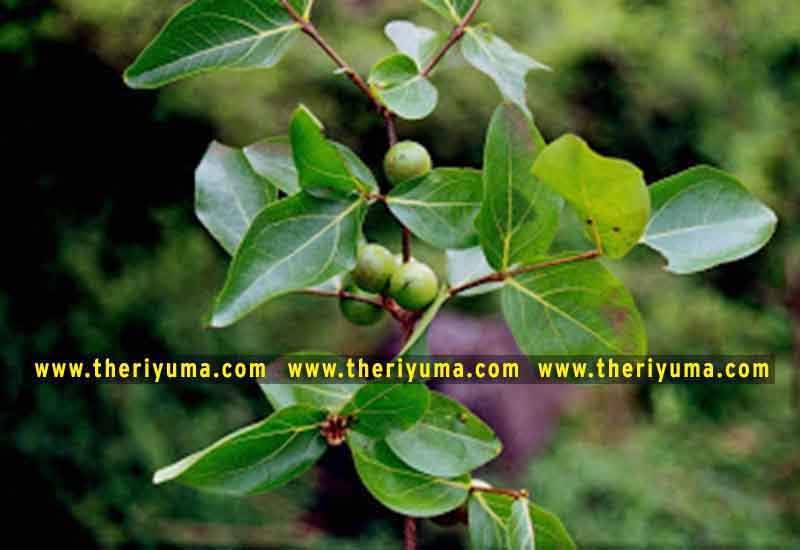 https://www.theriyuma.com/ medicinal plants and their uses
medicinal plants in india
medicinal plants list
medicinal plants in the philippines
medicinal plants names and pictures
medicinal plants in kerala
medicinal plants introduction
medicinal plants pdf
medicinal plants and herbs
100 medicinal plants and their uses with pictures
100 medicinal plants and their uses
100 medicinal plants and their uses pdf
types of medicinal plants
project on medicinal plants and their uses
indian medicinal plants and their uses with pictures
10 medicinal plants
top 10 medicinal plants
journal of medicinal plants research
5 medicinal plants and their uses
medicinal and aromatic plants
medicinal best plants
medicinal plants in tamil
what are the 10 medicinal plants
medicinal plants names
medicinal plants in india
top 10 medicinal plants
medicinal plants names in english top 10 medicinal plants
medicinal plants names
100 medicinal plants and their uses with pictures
medicinal plants in india
medicinal plants introduction
medicinal plants in kerala
medicinal plants pdf
medicinal plants list pdf