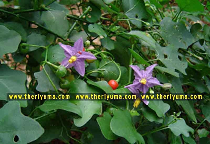 https://www.theriyuma.com/ medicinal plants and their uses
medicinal plants in india
medicinal plants list
medicinal plants in the philippines
medicinal plants names and pictures
medicinal plants in kerala
medicinal plants introduction
medicinal plants pdf
medicinal plants and herbs
100 medicinal plants and their uses with pictures
100 medicinal plants and their uses
100 medicinal plants and their uses pdf
types of medicinal plants
project on medicinal plants and their uses
indian medicinal plants and their uses with pictures
10 medicinal plants
top 10 medicinal plants
journal of medicinal plants research
5 medicinal plants and their uses
medicinal and aromatic plants
medicinal best plants
medicinal plants in tamil
what are the 10 medicinal plants
medicinal plants names
medicinal plants in india
top 10 medicinal plants
medicinal plants names in english top 10 medicinal plants
medicinal plants names
100 medicinal plants and their uses with pictures
medicinal plants in india
medicinal plants introduction
medicinal plants in kerala
medicinal plants pdf
medicinal plants list pdf