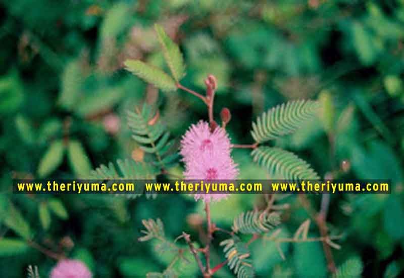 https://www.theriyuma.com/ medicinal plants and their uses
medicinal plants in india
medicinal plants list
medicinal plants in the philippines
medicinal plants names and pictures
medicinal plants in kerala
medicinal plants introduction
medicinal plants pdf
medicinal plants and herbs
100 medicinal plants and their uses with pictures
100 medicinal plants and their uses
100 medicinal plants and their uses pdf
types of medicinal plants
project on medicinal plants and their uses
indian medicinal plants and their uses with pictures
10 medicinal plants
top 10 medicinal plants
journal of medicinal plants research
5 medicinal plants and their uses
medicinal and aromatic plants
medicinal best plants
medicinal plants in tamil
what are the 10 medicinal plants
medicinal plants names
medicinal plants in india
top 10 medicinal plants
medicinal plants names in english top 10 medicinal plants
medicinal plants names
100 medicinal plants and their uses with pictures
medicinal plants in india
medicinal plants introduction
medicinal plants in kerala
medicinal plants pdf
medicinal plants list pdf