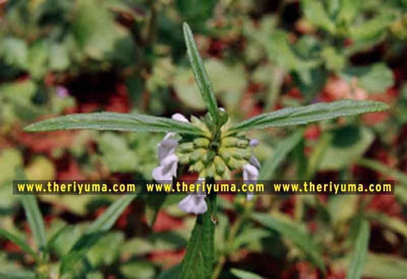 https://www.theriyuma.com/ medicinal plants and their uses
medicinal plants in india
medicinal plants list
medicinal plants in the philippines
medicinal plants names and pictures
medicinal plants in kerala
medicinal plants introduction
medicinal plants pdf
medicinal plants and herbs
100 medicinal plants and their uses with pictures
100 medicinal plants and their uses
100 medicinal plants and their uses pdf
types of medicinal plants
project on medicinal plants and their uses
indian medicinal plants and their uses with pictures
10 medicinal plants
top 10 medicinal plants
journal of medicinal plants research
5 medicinal plants and their uses
medicinal and aromatic plants
medicinal best plants
medicinal plants in tamil
what are the 10 medicinal plants
medicinal plants names
medicinal plants in india
top 10 medicinal plants
medicinal plants names in english top 10 medicinal plants
medicinal plants names
100 medicinal plants and their uses with pictures
medicinal plants in india
medicinal plants introduction
medicinal plants in kerala
medicinal plants pdf
medicinal plants list pdf