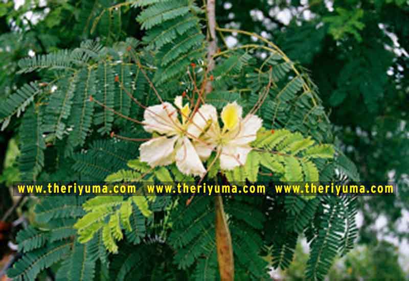 https://www.theriyuma.com/ medicinal plants and their uses
medicinal plants in india
medicinal plants list
medicinal plants in the philippines
medicinal plants names and pictures
medicinal plants in kerala
medicinal plants introduction
medicinal plants pdf
medicinal plants and herbs
100 medicinal plants and their uses with pictures
100 medicinal plants and their uses
100 medicinal plants and their uses pdf
types of medicinal plants
project on medicinal plants and their uses
indian medicinal plants and their uses with pictures
10 medicinal plants
top 10 medicinal plants
journal of medicinal plants research
5 medicinal plants and their uses
medicinal and aromatic plants
medicinal best plants
medicinal plants in tamil
what are the 10 medicinal plants
medicinal plants names
medicinal plants in india
top 10 medicinal plants
medicinal plants names in english top 10 medicinal plants
medicinal plants names
100 medicinal plants and their uses with pictures
medicinal plants in india
medicinal plants introduction
medicinal plants in kerala
medicinal plants pdf
medicinal plants list pdf