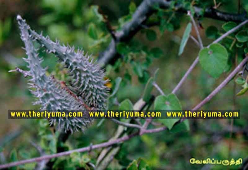 https://www.theriyuma.com/ https://www.theriyuma.com/ medicinal plants and their uses
medicinal plants in india
medicinal plants list
medicinal plants in the philippines
medicinal plants names and pictures
medicinal plants in kerala
medicinal plants introduction
medicinal plants pdf
medicinal plants and herbs
100 medicinal plants and their uses with pictures
100 medicinal plants and their uses
100 medicinal plants and their uses pdf
types of medicinal plants
project on medicinal plants and their uses
indian medicinal plants and their uses with pictures
10 medicinal plants
top 10 medicinal plants
journal of medicinal plants research
5 medicinal plants and their uses
medicinal and aromatic plants
medicinal best plants
medicinal plants in tamil
what are the 10 medicinal plants
medicinal plants names
medicinal plants in india
top 10 medicinal plants
medicinal plants names in english top 10 medicinal plants
medicinal plants names
100 medicinal plants and their uses with pictures
medicinal plants in india
medicinal plants introduction
medicinal plants in kerala
medicinal plants pdf
medicinal plants list pdf