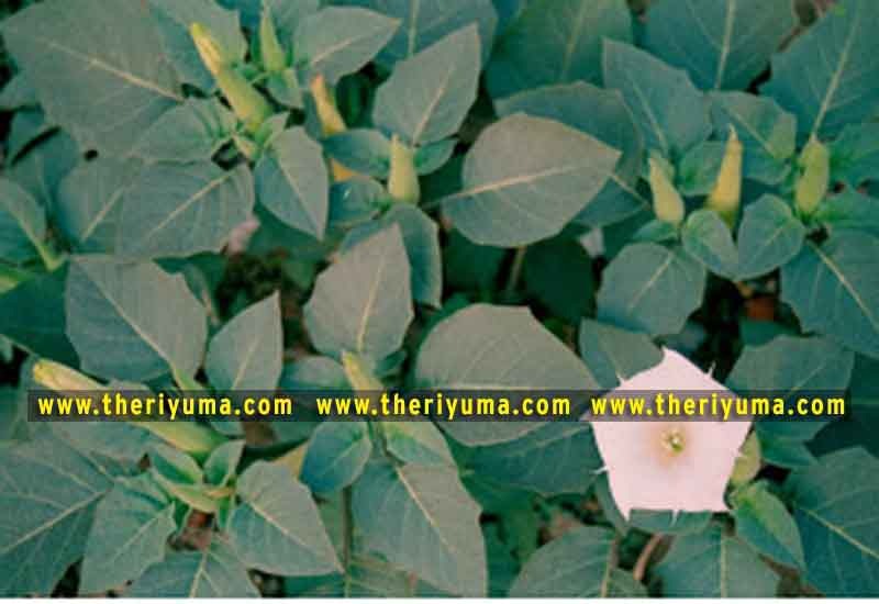 https://www.theriyuma.com/ medicinal plants and their uses
medicinal plants in india
medicinal plants list
medicinal plants in the philippines
medicinal plants names and pictures
medicinal plants in kerala
medicinal plants introduction
medicinal plants pdf
medicinal plants and herbs
100 medicinal plants and their uses with pictures
100 medicinal plants and their uses
100 medicinal plants and their uses pdf
types of medicinal plants
project on medicinal plants and their uses
indian medicinal plants and their uses with pictures
10 medicinal plants
top 10 medicinal plants
journal of medicinal plants research
5 medicinal plants and their uses
medicinal and aromatic plants
medicinal best plants
medicinal plants in tamil
what are the 10 medicinal plants
medicinal plants names
medicinal plants in india
top 10 medicinal plants
medicinal plants names in english top 10 medicinal plants
medicinal plants names
100 medicinal plants and their uses with pictures
medicinal plants in india
medicinal plants introduction
medicinal plants in kerala
medicinal plants pdf
medicinal plants list pdf