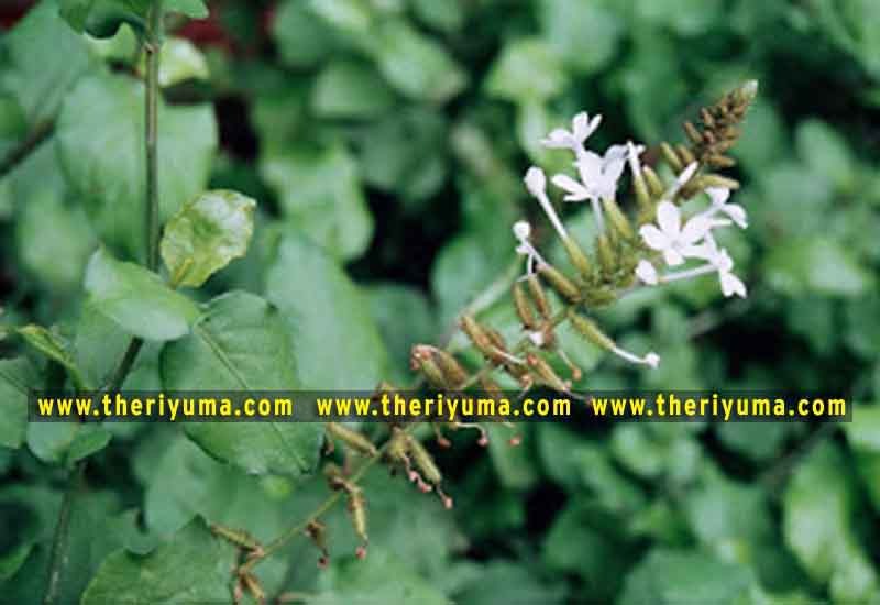 https://www.theriyuma.com/ medicinal plants and their uses
medicinal plants in india
medicinal plants list
medicinal plants in the philippines
medicinal plants names and pictures
medicinal plants in kerala
medicinal plants introduction
medicinal plants pdf
medicinal plants and herbs
100 medicinal plants and their uses with pictures
100 medicinal plants and their uses
100 medicinal plants and their uses pdf
types of medicinal plants
project on medicinal plants and their uses
indian medicinal plants and their uses with pictures
10 medicinal plants
top 10 medicinal plants
journal of medicinal plants research
5 medicinal plants and their uses
medicinal and aromatic plants
medicinal best plants
medicinal plants in tamil
what are the 10 medicinal plants
medicinal plants names
medicinal plants in india
top 10 medicinal plants
medicinal plants names in english top 10 medicinal plants
medicinal plants names
100 medicinal plants and their uses with pictures
medicinal plants in india
medicinal plants introduction
medicinal plants in kerala
medicinal plants pdf
medicinal plants list pdf