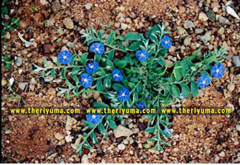 https://www.theriyuma.com/ medicinal plants and their uses
medicinal plants in india
medicinal plants list
medicinal plants in the philippines
medicinal plants names and pictures
medicinal plants in kerala
medicinal plants introduction
medicinal plants pdf
medicinal plants and herbs
100 medicinal plants and their uses with pictures
100 medicinal plants and their uses
100 medicinal plants and their uses pdf
types of medicinal plants
project on medicinal plants and their uses
indian medicinal plants and their uses with pictures
10 medicinal plants
top 10 medicinal plants
journal of medicinal plants research
5 medicinal plants and their uses
medicinal and aromatic plants
medicinal best plants
medicinal plants in tamil
what are the 10 medicinal plants
medicinal plants names
medicinal plants in india
top 10 medicinal plants
medicinal plants names in english top 10 medicinal plants
medicinal plants names
100 medicinal plants and their uses with pictures
medicinal plants in india
medicinal plants introduction
medicinal plants in kerala
medicinal plants pdf
medicinal plants list pdf